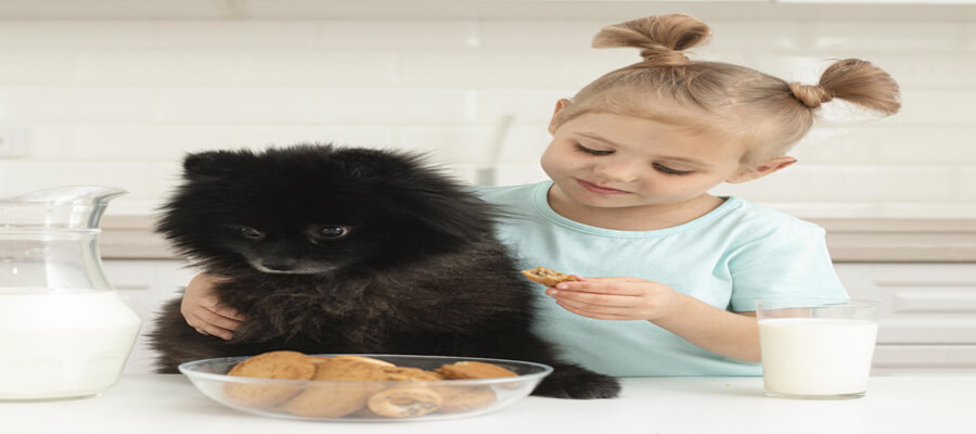 What to Feed a New Puppy: A Guide for New Owners